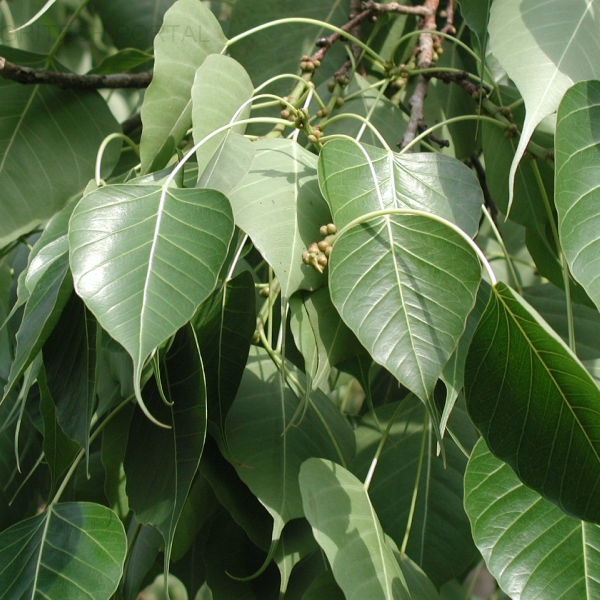 Pipal