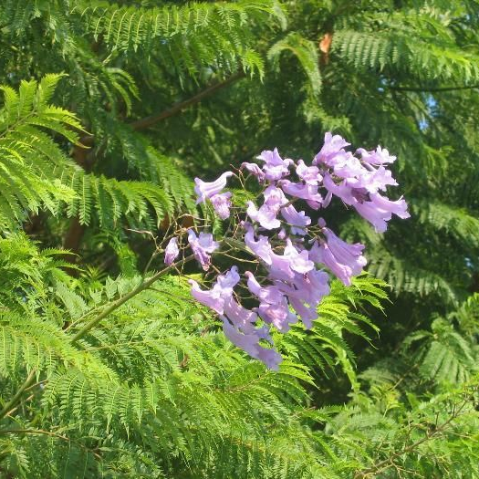 Jacaranda
