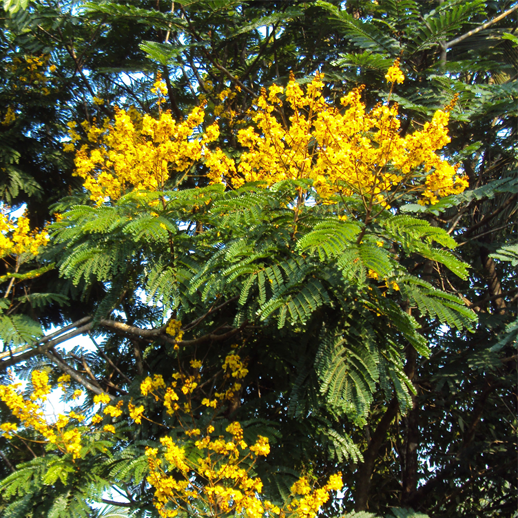 Peltophorum