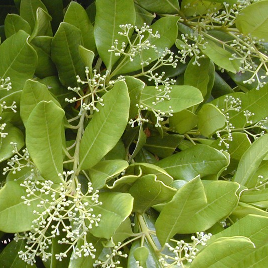 Allspice