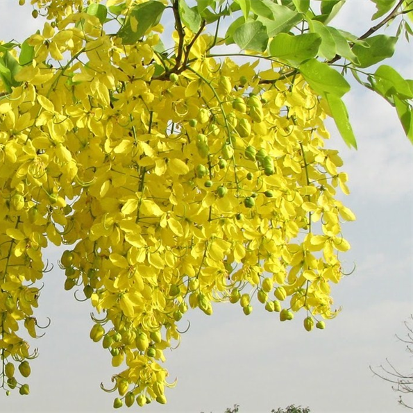 Golden shower