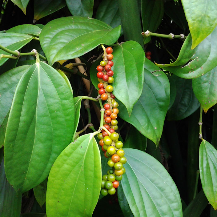 Black Pepper