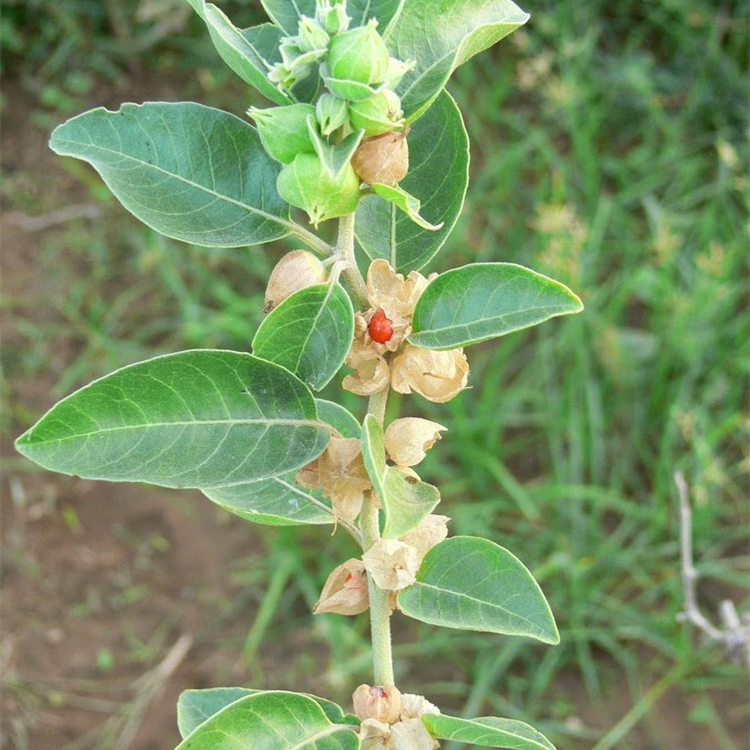 Ashwagandha