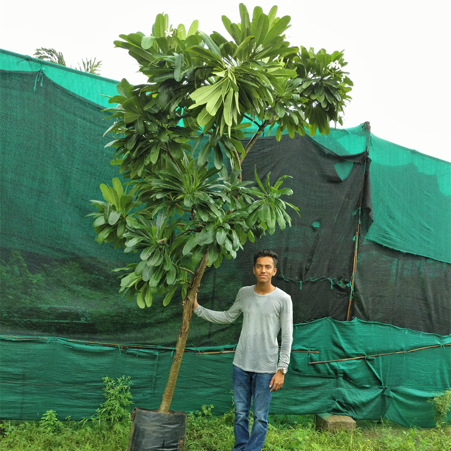 Temple tree (white)