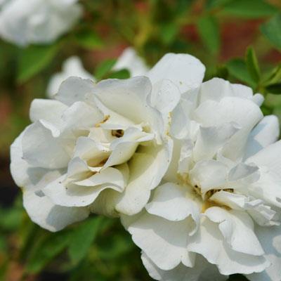 Summer Snow