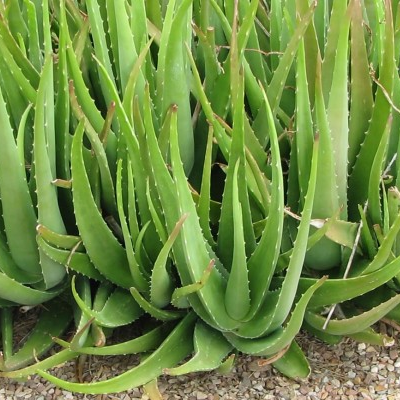 Aloe