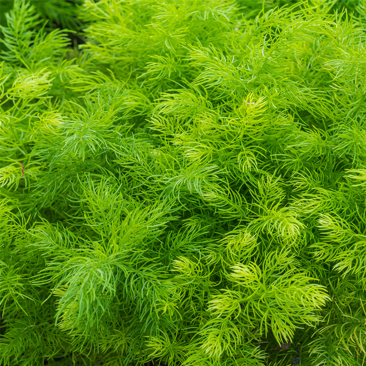 Asparagus (Shatavari)