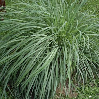 Lemon Grass